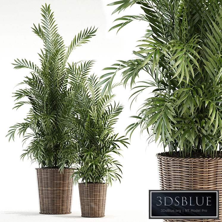 Plants collection 93