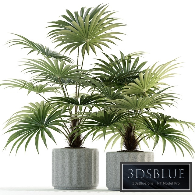 Plants collection 94