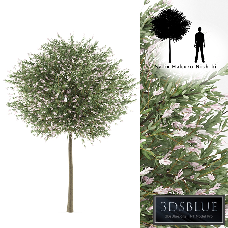 Willow whole-leafed tree | Salix integra &#39;Hakuro Nishiki&#39;