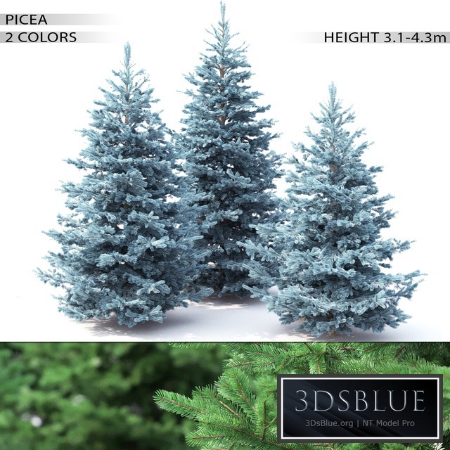 Spruce