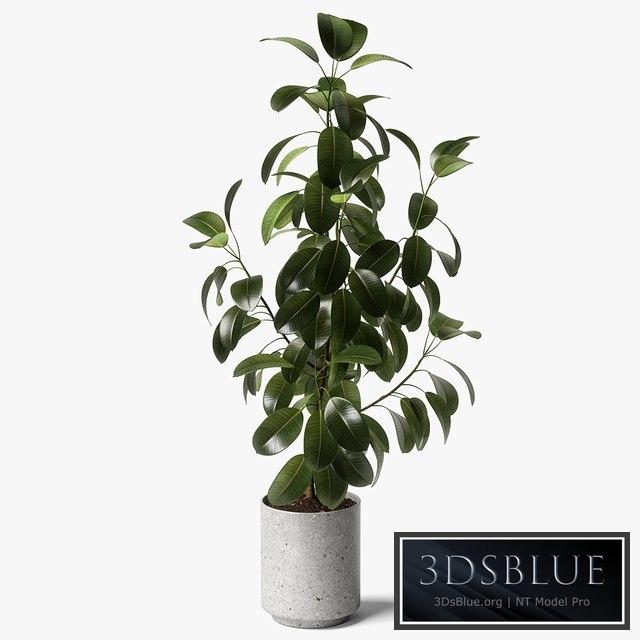 ficus elastica
