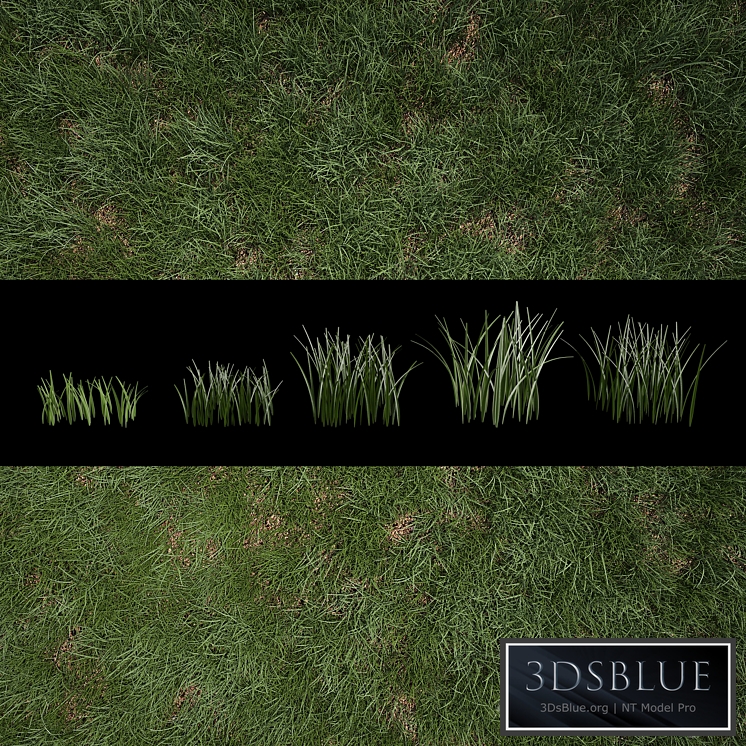 Grass for Exteriors