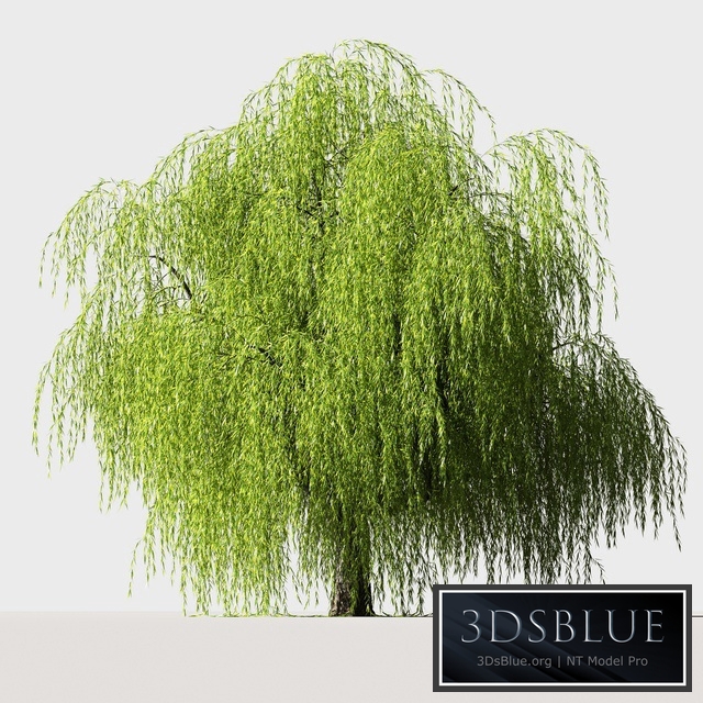 Tree Willow