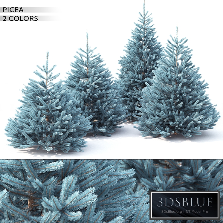 Spruce