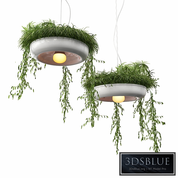 Chandelier with plants