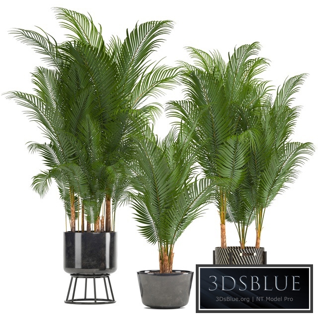 Plant collection 216. Howea forsteriana, palm tree, basket, black pot, indoor plants