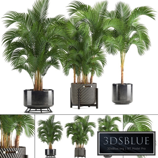 Collection of plants Howea forsteriana 217. Indoor palm, hovea, basket, black flowerpot, bushes, pot
