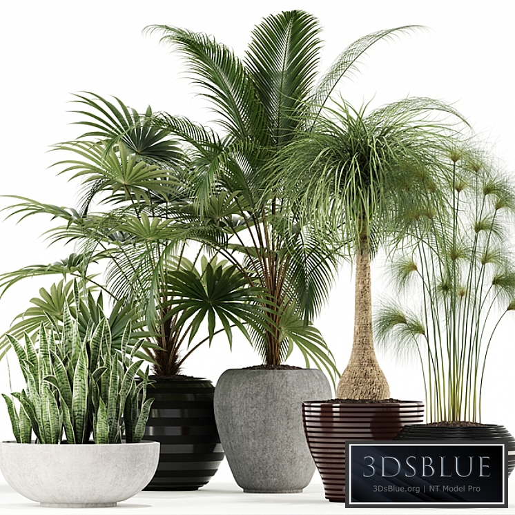 Plants collection 103