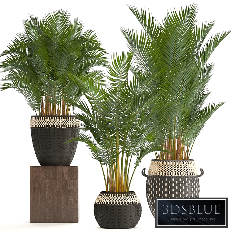 Collection of plants 218. Howea forsteriana, basket, rattan, palm tree, interior palm trees, eco style, design, natural decor, wicker