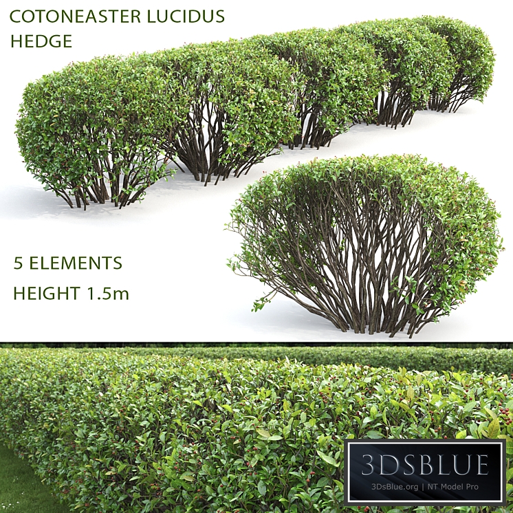 Cotoneaster lucidus hedge #2