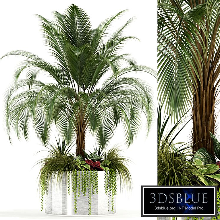 Plants collection 104