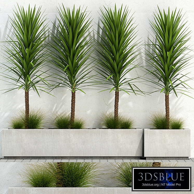 Plants collection 105