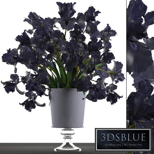 Collection of flowers 46. Black Irises. Black Irises, vase, table decor, luxury