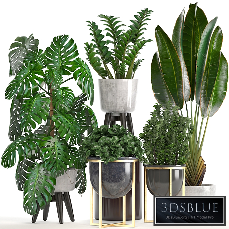 Collection of plants. Monstera, Ravenala, Strelitzia, banana, bush, Zamioculcas, luxury, flowerpot, Strelitzia, street, decorative