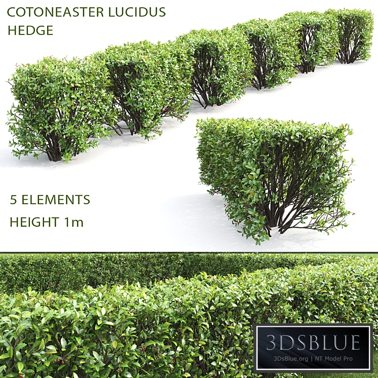 Cotoneaster shiny hedge # 4