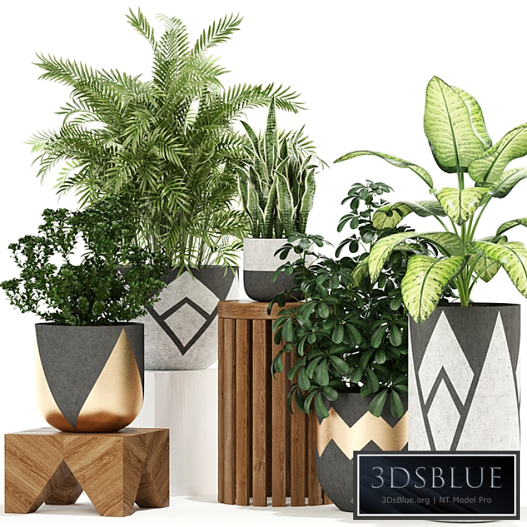 Plants collection 109