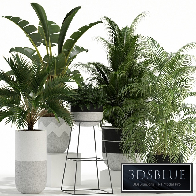 Plants collection 110