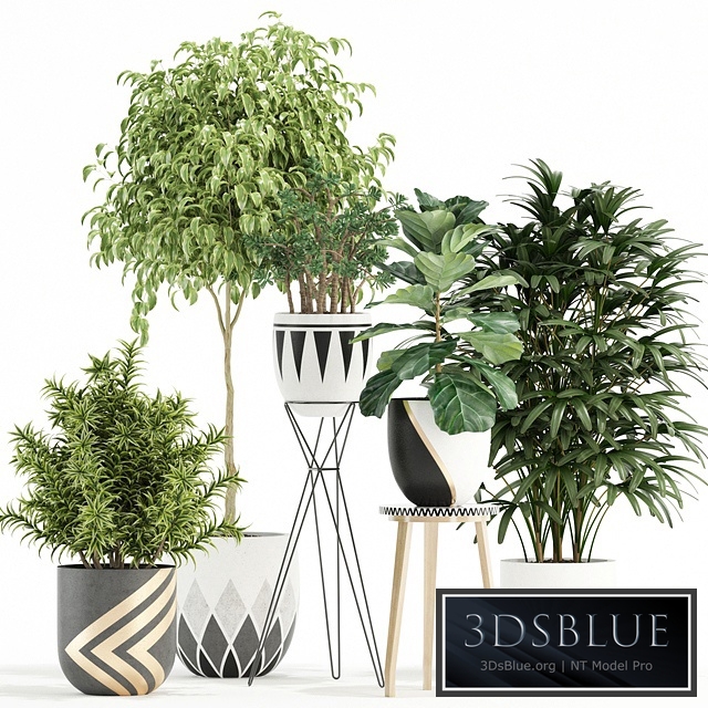 Plants collection 112