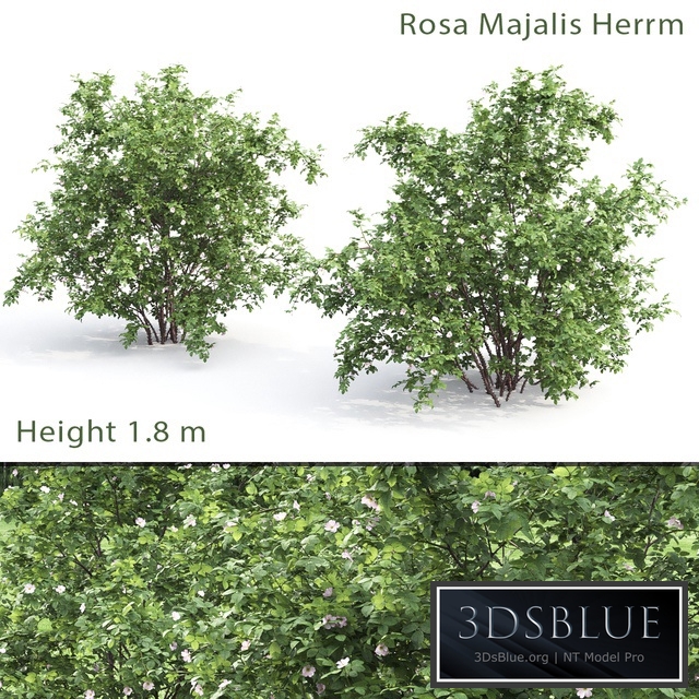 Rosehip bush # 1 (Rosa Majalis Herrm)