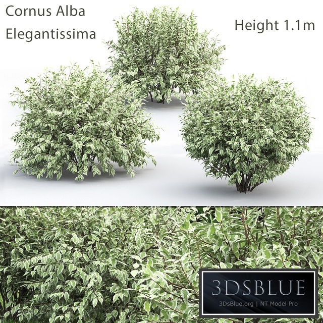 Derain White Elegantissima # 1