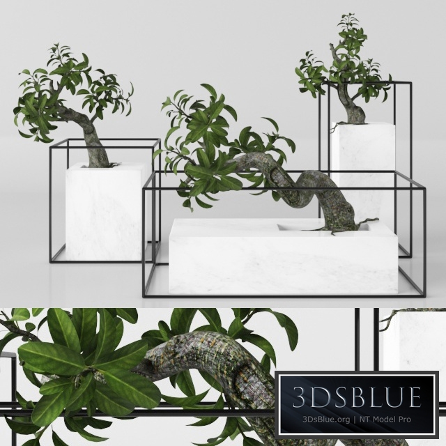 Plants tree 33 bonsai