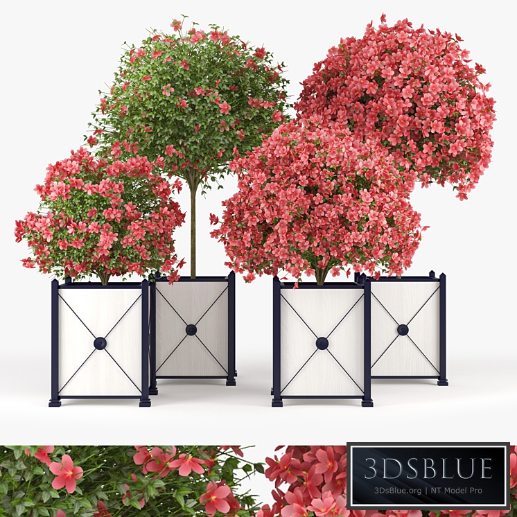 Seminole Pink Hibiscus