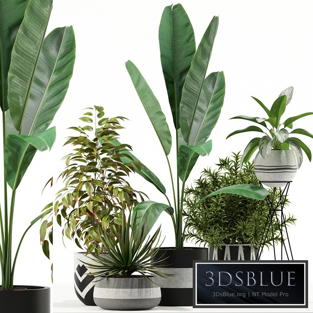 Plants collection 114