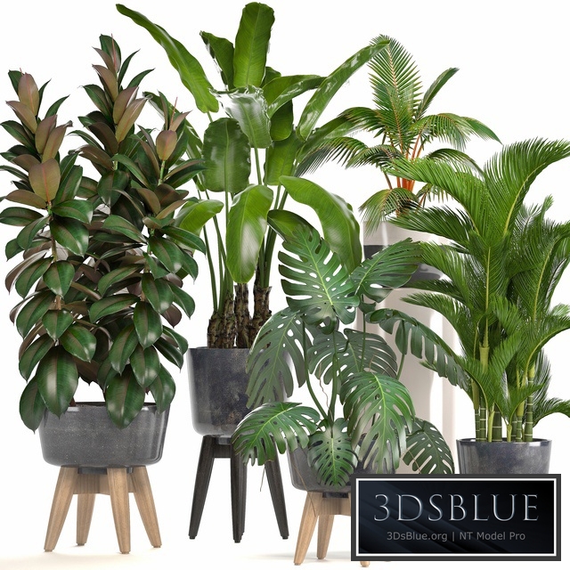Collection of plants. Ficus, bushes, Banana, strelitzia, monstera, Rapis, palm tree, coconut tree, exotic plants, ficus abidjan, strelitzia, eco design
