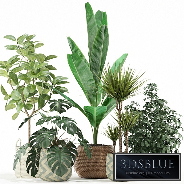 Plants collection 116