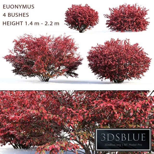 Euonymus