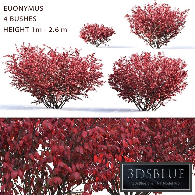 Euonymus11