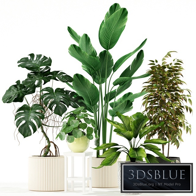 Plants collection 117