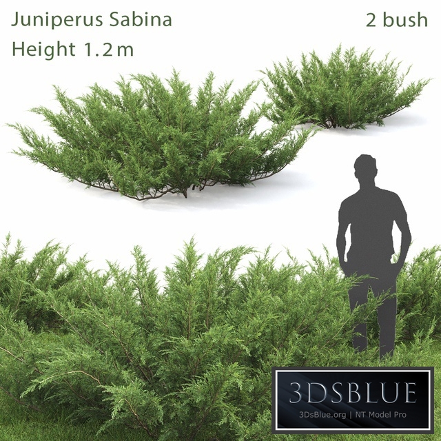 Juniperus Cossack # 1