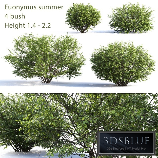 Euonymus # 4 (Summer)