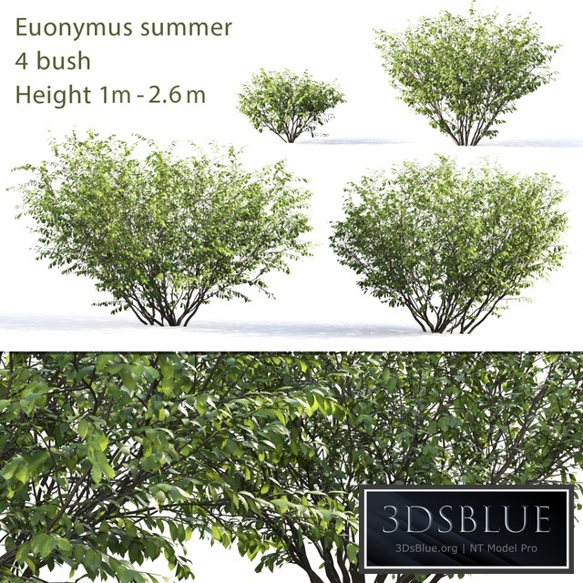 Berezkin # 5 (Summer)