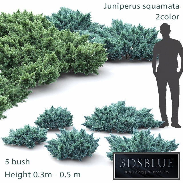 Juniper squamata # 1
