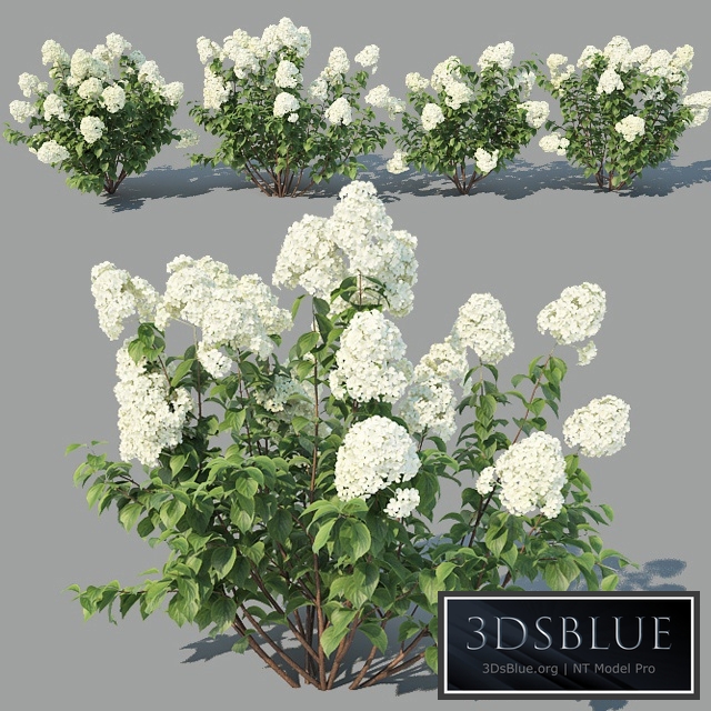 Hydrangea Paniculata 4 variations