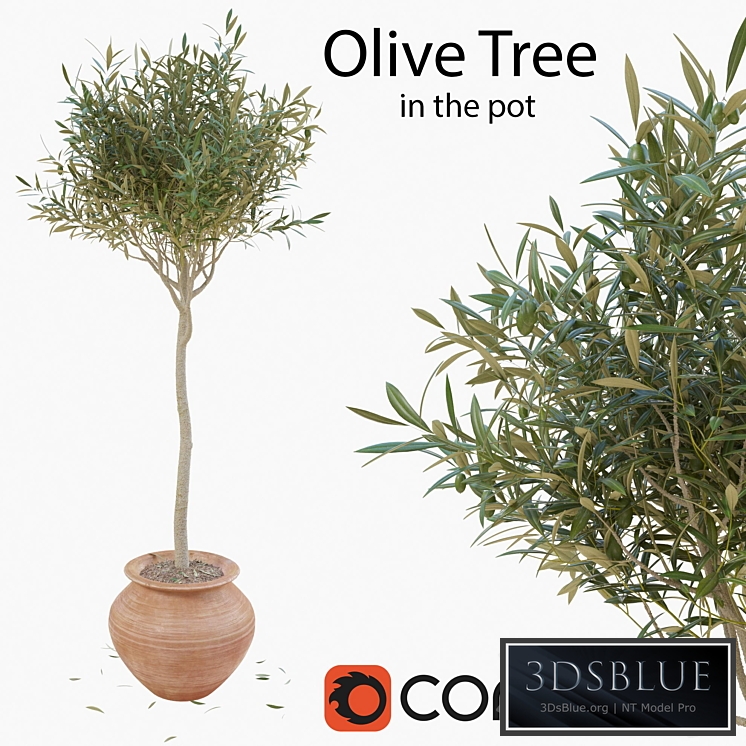 Olive tree in a pot