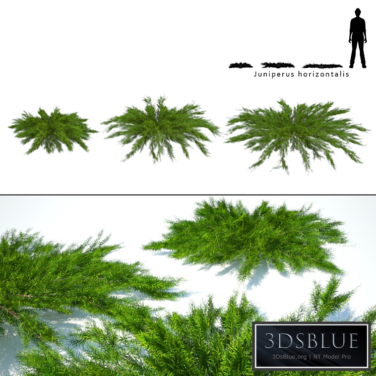 Juniper horizontal | Juniperus horizontalis