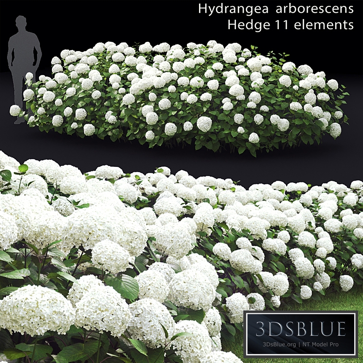 Hydrangea arborescens hedge