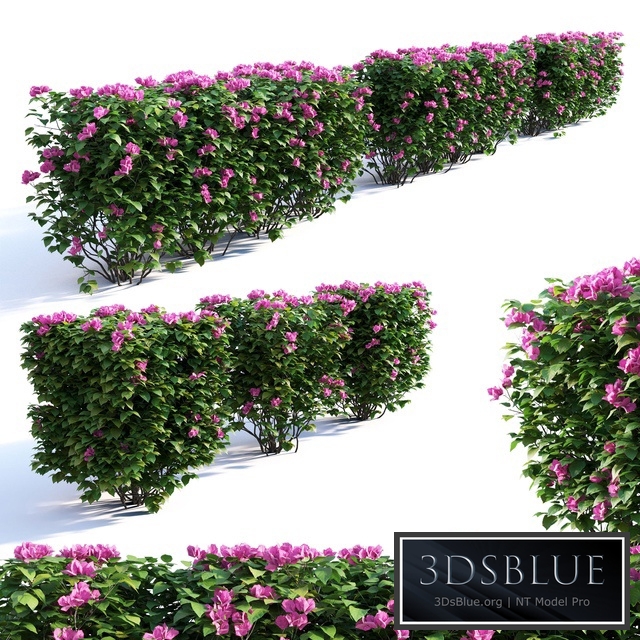 Bougainvillea Hedge 0.8 m Height