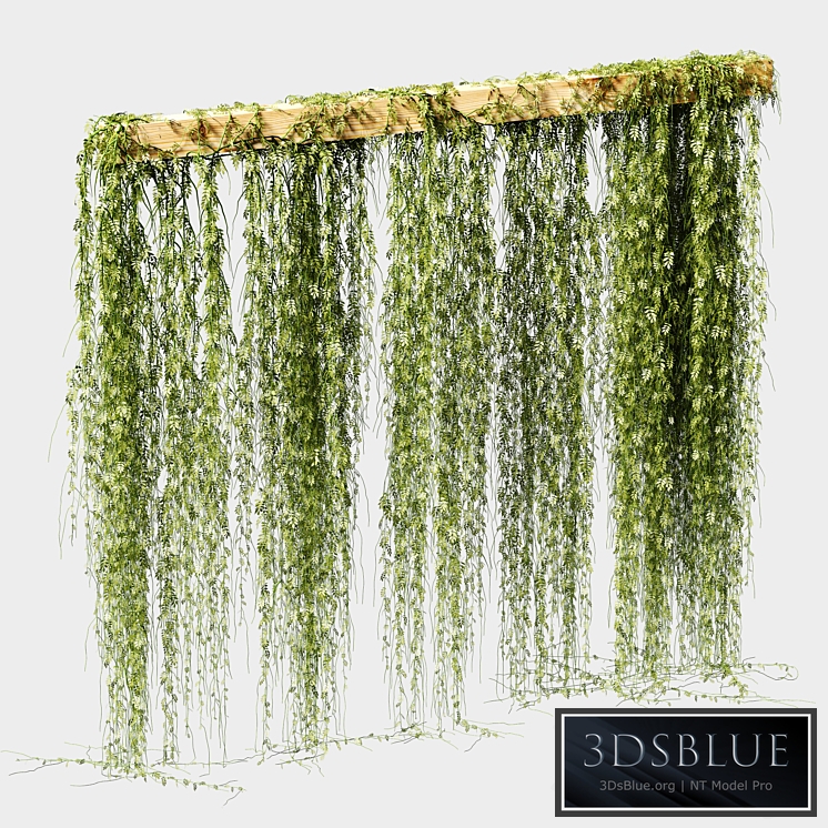 Septum from the leaves of the plant