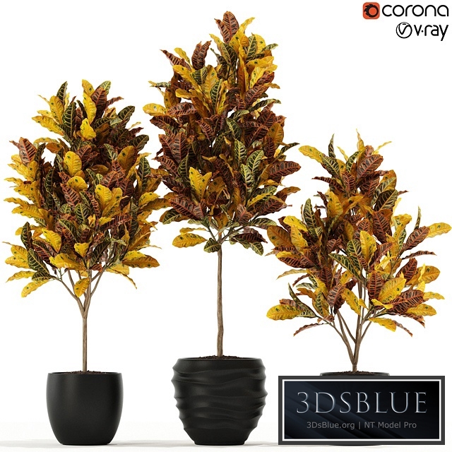 Plants collection 120