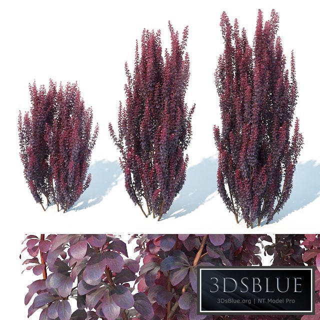 Berberis Thunbergii # 2 Helmond Pillar