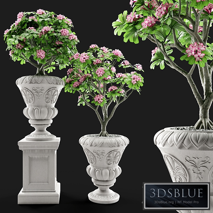 Adenium Desert rose in classic vase.