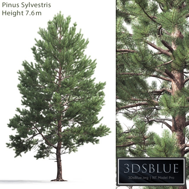 Pine
