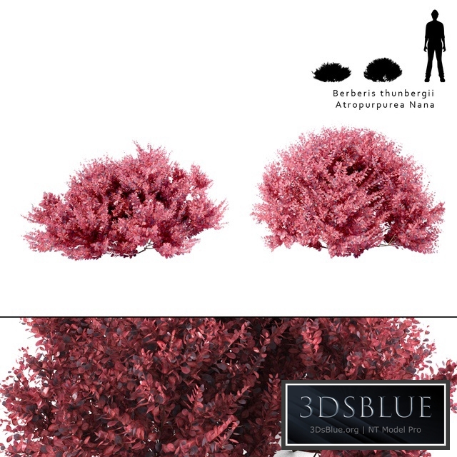 Barberry Thunberg bush | Berberis thunbergii Atropurpurea Nana