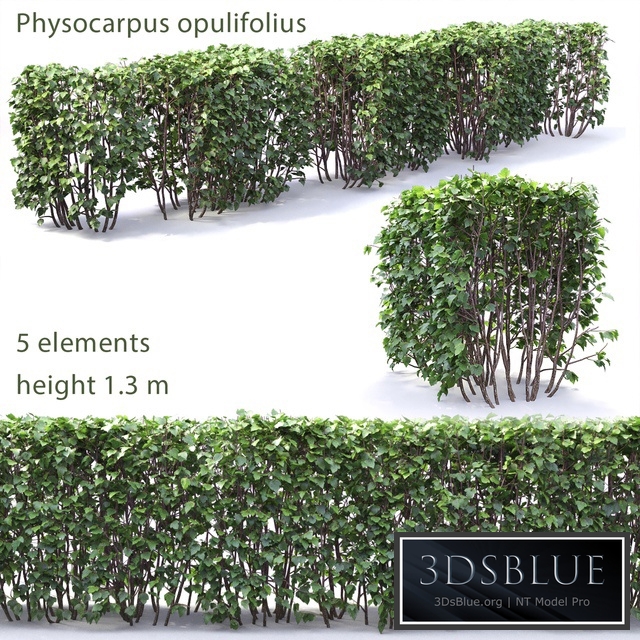 Physocarpus hedge # 1