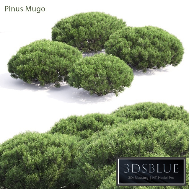 Pinus Mugo