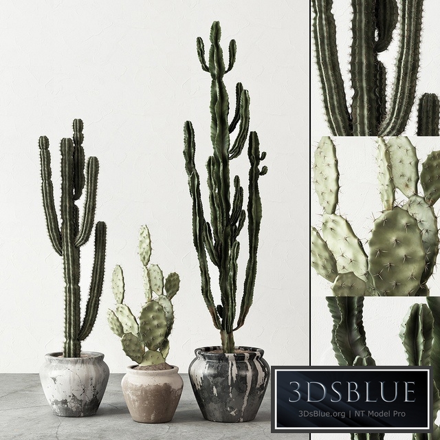 Set of Cactuses